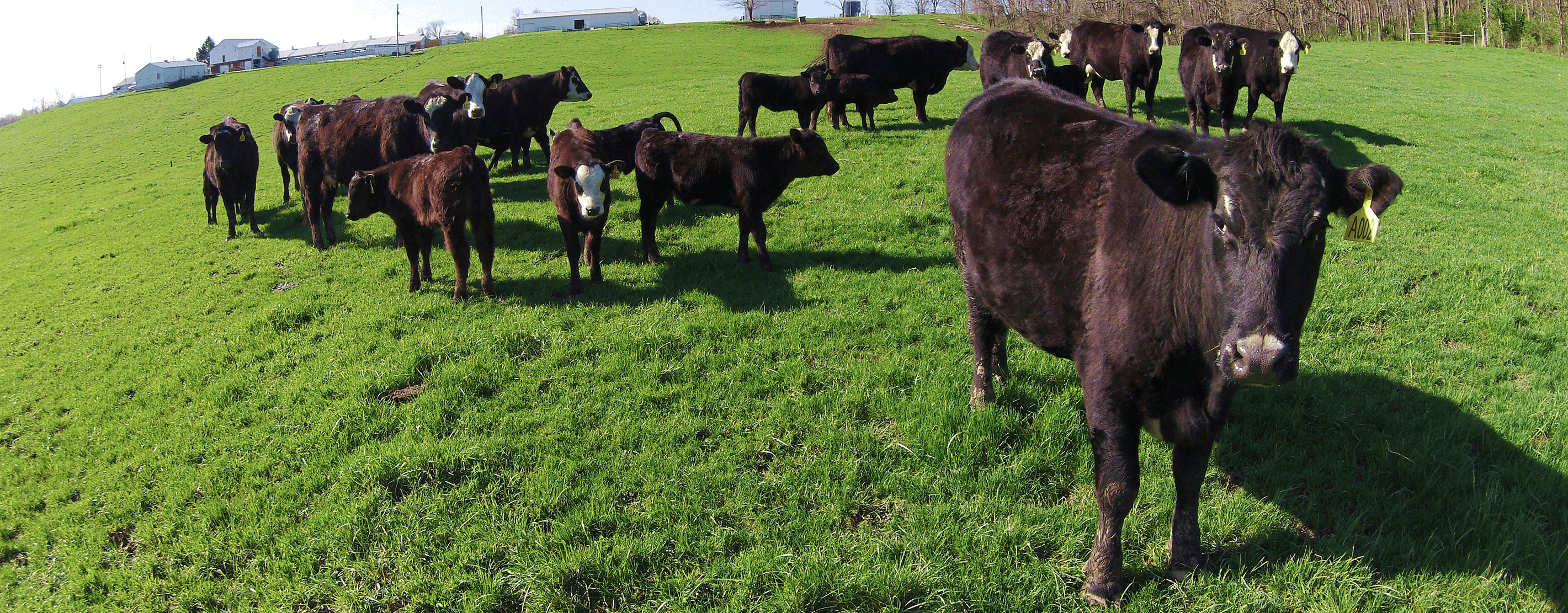 Cattle Grazing On A Field