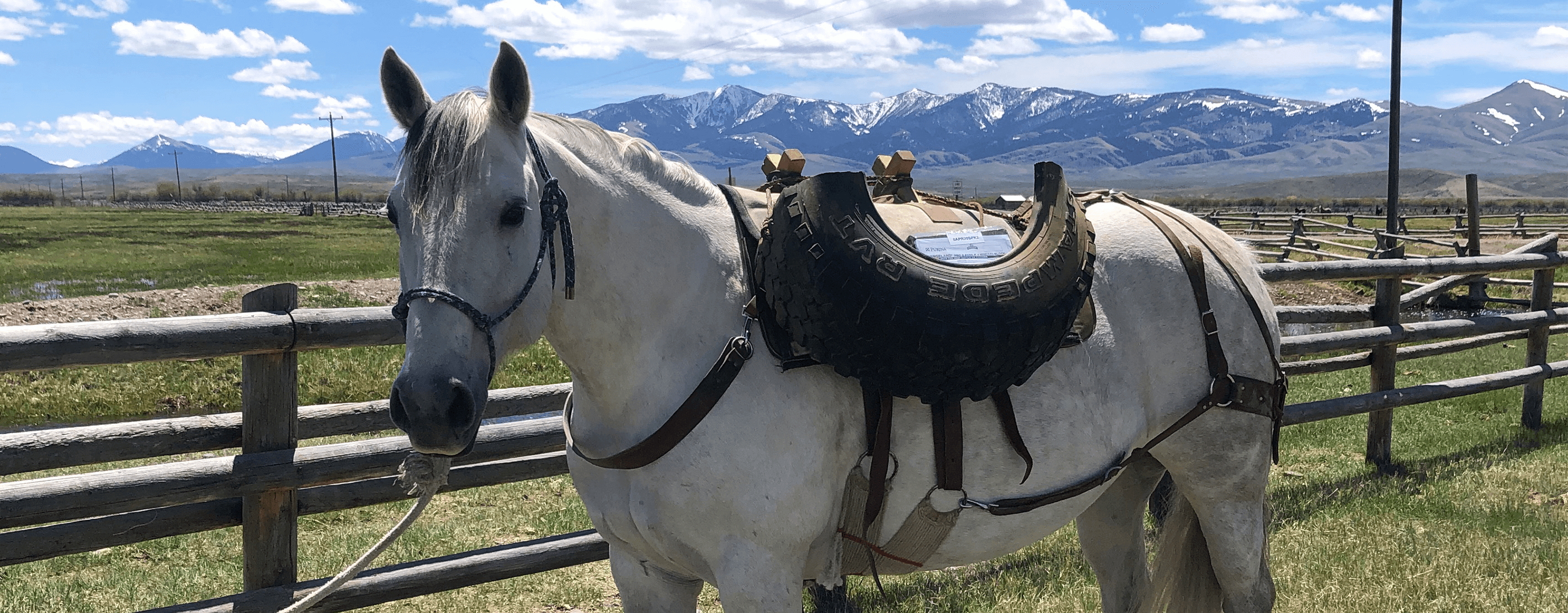 A Horse With Cattle Feed In Its Saddle
