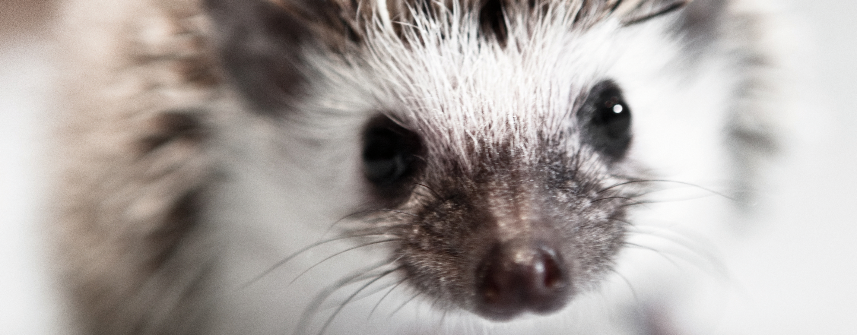 A Picture Of A Hedgehog’s Face