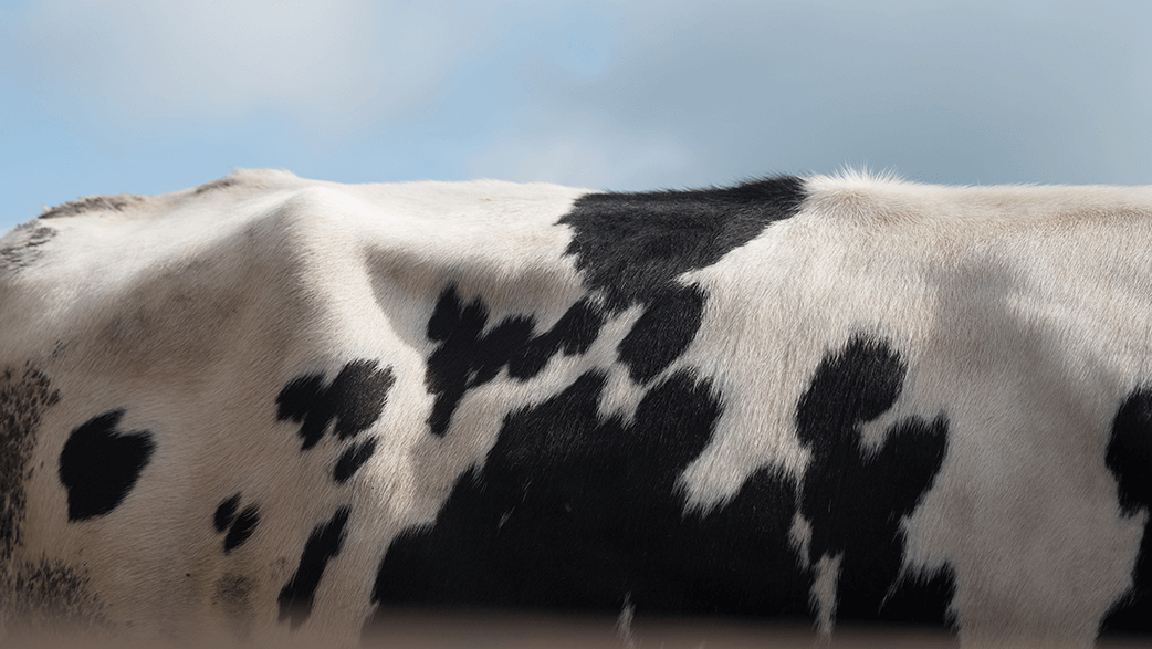 A Close Up Of A Cow