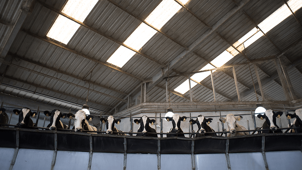 Cows In A Milking Parlor