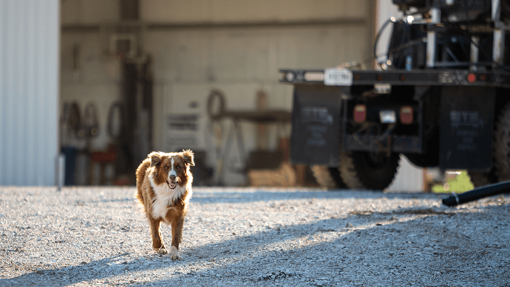 A Dog On A Farm Next To A Pole Barn