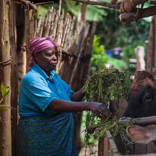 A Woman Feeding A Dairy Cow In Rwanda