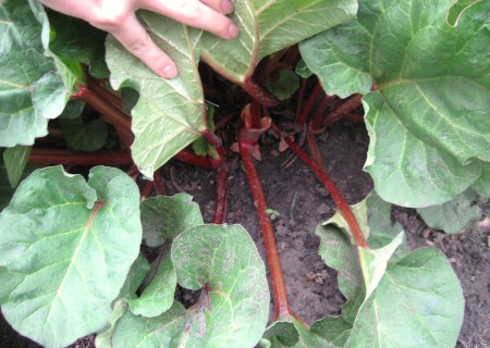 Fresh rhubarb