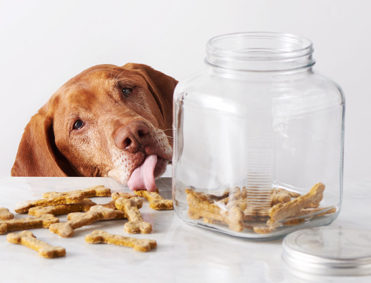 Exploring Irresistible Puppy Treats Recipes for Happy Tails